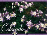Colorado flower